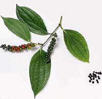 black pepper seeds