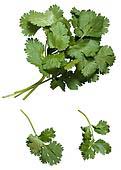 coriander, coriander leaf, coriander oleoresin